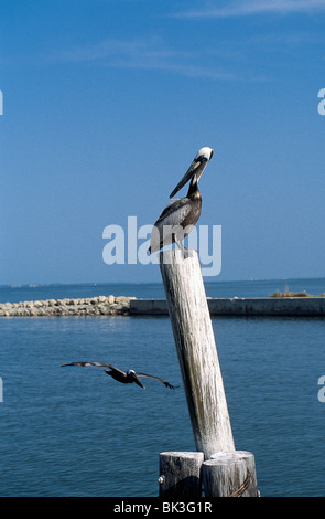 Brown Pelican sitzt auf einem Holzpfosten in der US-amerikanischen Bundesstaat Florida Stockfoto