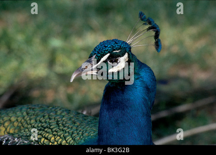 Nahaufnahme des Kopfes eines männlichen indischen Blauen Pfaus in der Touristenattraktion Jungle Garden in der Stadt, Stockfoto