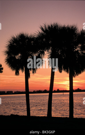 Malerische Aussicht auf einen Sonnenuntergang mit Palmen in der US-amerikanischen Florida Stockfoto