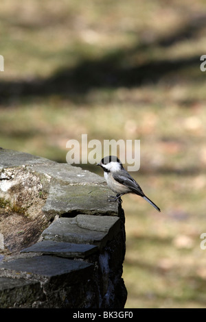 Schwarz-capped Chickadee, Poecile Atricapillus, Stand am Rande von einem alten Brunnen Stockfoto