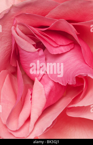 Rosa frische Rosenblätter in einem Hintergrundmuster angeordnet