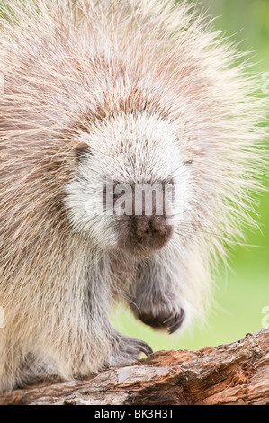 Erwachsene männliche Urson, Erethizon Dorsatum, Minnesota, USA Stockfoto