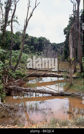 Wasserverschmutzung und Abholzung von Placer gold-Bergbau im Estado Amazonas, Venezuela Stockfoto