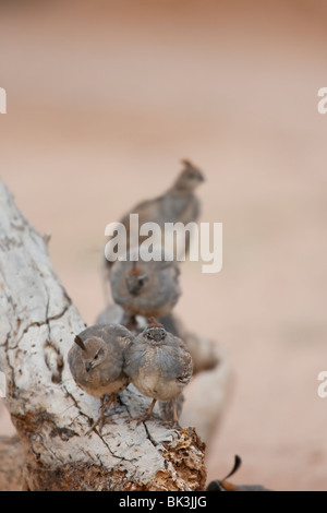 Die Gambels Wachteln (Art Gambelii Fulvipectus), eine Gruppe von Jungvögel auf einem Baumstamm. Stockfoto