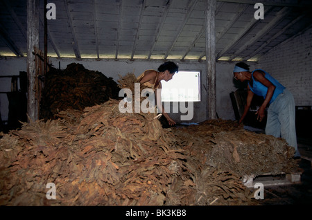 Landarbeiter, die Sortierung von Tabak in der Provinz Pinar Del Rio, in der Nähe von Sora, Kuba Stockfoto