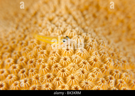 Pfefferminz-Grundel (Coryphopterus Lipernes) thront auf einem Korallen Kopf, Bonaire, Niederländische Antillen. Stockfoto