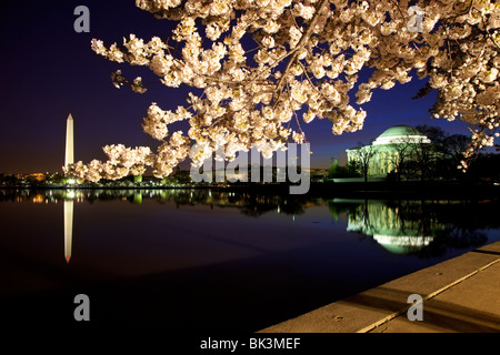 Morgendämmerung am Tidal Basin mit blühenden Kirschbäume, das Jefferson Memorial und das Washington Monument, Washington DC USA Stockfoto