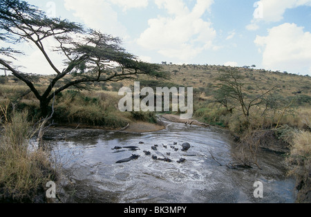 Eine Gruppe von Nilpferden im Serengeti-Nationalpark, Tansania, Afrika Stockfoto