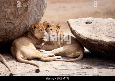 Löwen im Serengeti Nationalpark, Tansania, Afrika Stockfoto