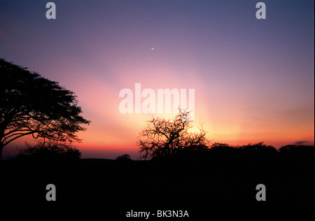 Panoramablick auf einen Sonnenuntergang mit Bäumen und Halbmond im Serengeti Nationalpark, in Tansania, Ostafrika Stockfoto