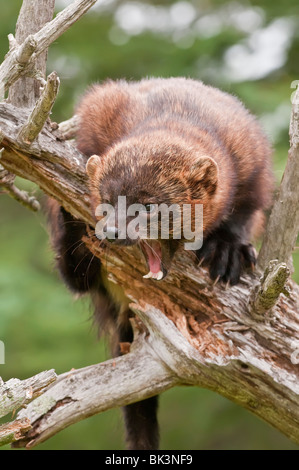 Fisher, Martes Pennanti, Minnesota, USA Stockfoto