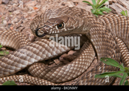 Westlichen Abschreckung, Masticophis Flagellum Testaceus, Schlange stammt aus Süden der Vereinigten Staaten und Mexiko Stockfoto