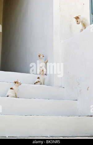 Drei Kätzchen und ihre Mutter auf weiß getünchten Treppe eines Hauses in Griechenland Stockfoto