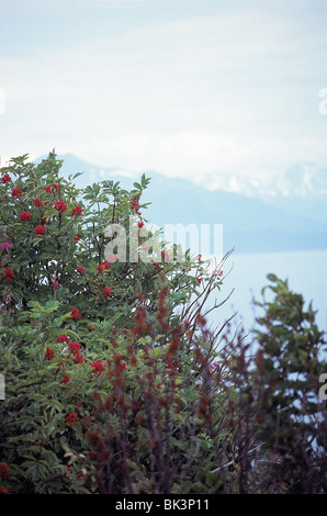 Sambucus racemosa, rote Holunderbeere oder Rotberried Holunder Pflanze in Alaska, USA Stockfoto