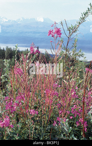 Chamaenerion angustifolium, Feuerkraut, große Weidenkräuter, Rosebay Weidenkräuter blühende Wildblumen in Alaska, USA Stockfoto