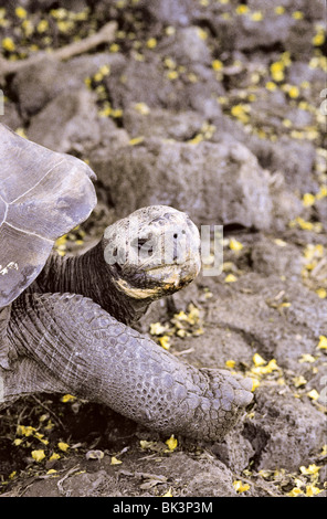 Nahaufnahme des Kopfes und des rechten vorderen Beins einer Galápagos-Riesenschildkröte auf den Galapagos-Inseln, Ecuador, Südamerika Stockfoto