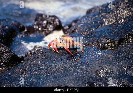 Ein Red Rock Crab oder Sally Lightfoot Crab (Grapsus grapsus) an der Pazifikküste der Galapagos-Inseln, Ecuador, Südamerika Stockfoto