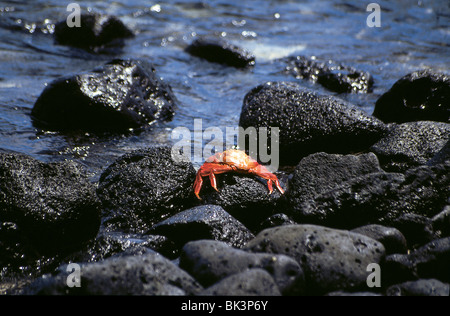 Ein Red Rock Crab oder Sally Lightfoot Crab (Grapsus grapsus) an der Pazifikküste der Galapagos-Inseln, Ecuador, Südamerika Stockfoto