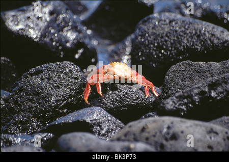 Ein Red Rock Crab oder Sally Lightfoot Crab (Grapsus grapsus) an der Pazifikküste der Galapagos-Inseln, Ecuador, Südamerika Stockfoto