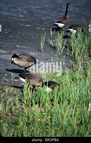 Eine Herde kanadischer Gänse (Branta canadensis), die sich im Gras an der Küste Alaskas ernährt. Stockfoto