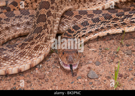 Texas Bull Snake, Pituophis Catinefer ehrlich, ursprünglich aus Süden, Südosten und Westen USA Stockfoto