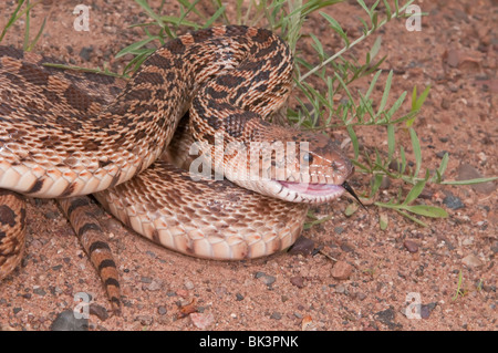 Texas Bull Snake, Pituophis Catinefer ehrlich, ursprünglich aus Süden, Südosten und Westen USA Stockfoto