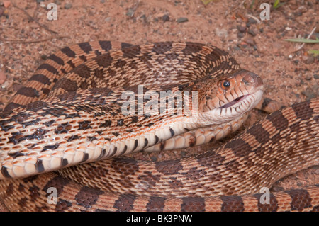 Texas Bull Snake, Pituophis Catinefer ehrlich, ursprünglich aus Süden, Südosten und Westen USA Stockfoto