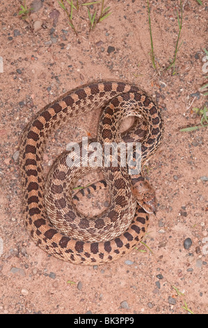 Texas Bull Snake, Pituophis Catinefer ehrlich, ursprünglich aus Süden, Südosten und Westen USA Stockfoto