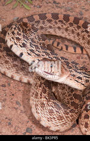 Texas Bull Snake, Pituophis Catinefer ehrlich, ursprünglich aus Süden, Südosten und Westen USA Stockfoto