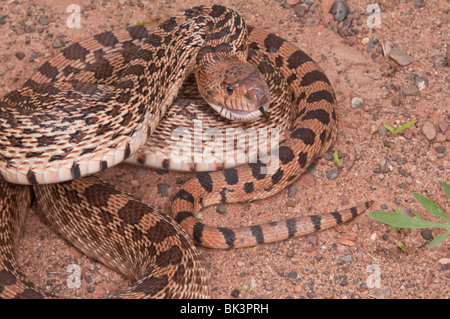 Texas Bull Snake, Pituophis Catinefer ehrlich, ursprünglich aus Süden, Südosten und Westen USA Stockfoto