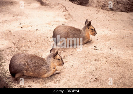 Ein Paar der bedrohten südamerikanischen Patagonischen mara (Dolichotis patagonum) im Melbourne Zoo, Australien Stockfoto