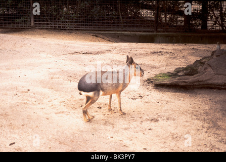 Eine fast bedrohte Art Südamerikanische Patagonische mara (Dolichotis patagonum) im Melbourne Zoo, Australien Stockfoto