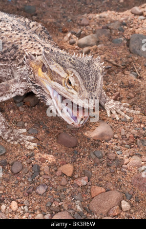 Im Landesinneren oder zentrale bearded Dragon, Pogona Vitticeps, heimisch in ariden und semiariden Gebieten Australiens, ernähren sich von Larven Stockfoto