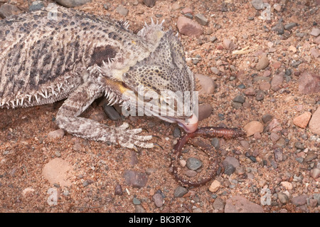 Im Landesinneren oder zentrale bearded Dragon, Pogona Vitticeps, heimisch in ariden und semiariden Gebieten Australiens, Essen ein Regenwurm Stockfoto