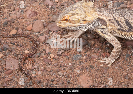 Im Landesinneren oder zentrale bearded Dragon, Pogona Vitticeps, heimisch in ariden und semiariden Gebieten Australiens, Essen ein Regenwurm Stockfoto