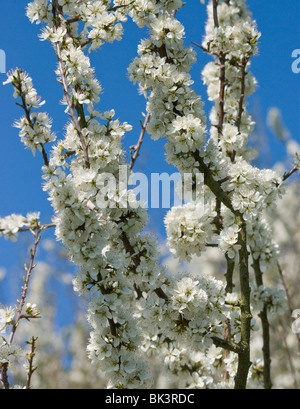 Blackthorn weiße Blüte Stockfoto