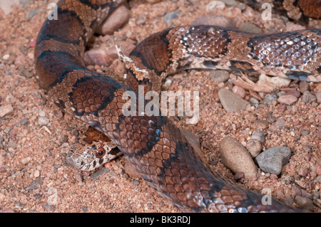 Östlichen Milch Schlange, Lampropeltis Triangulum Triangulum, Jugendkriminalität, Native im Süden der Vereinigten Staaten, Mexiko, nach Lateinamerika Stockfoto