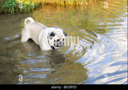 Mops Hund spielen im See Stockfoto