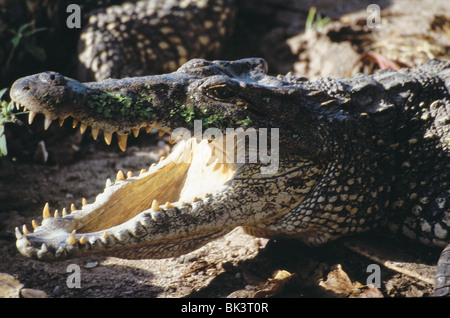 Krokodil-Farm in der Provinz Matanzas, Kuba Stockfoto