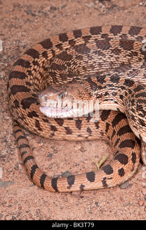 Texas Bull Snake, Pituophis Catinefer ehrlich, ursprünglich aus Süden, Südosten und Westen USA Stockfoto