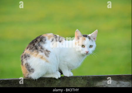 Die Katze sitzt auf einem Zaun am Morgen Stockfoto