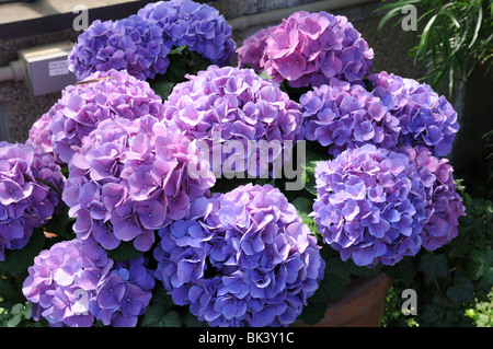 Hortensien blühen in Longwood Gardens, Kennett Square, Pennsylvania. Stockfoto