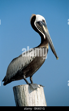 Profil eines braunen Pelikans (Pelecanus occidentalis) Sitzen auf einem hölzernen Kai, der in Florida stapelt Stockfoto