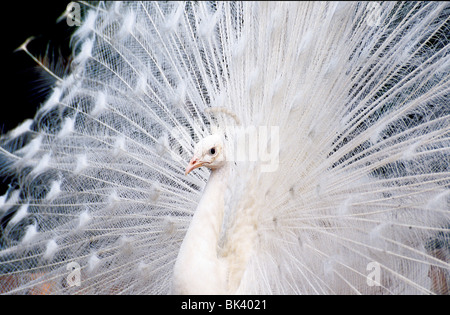 Weißer Pfau (Farbe Vielzahl von einem indischen blaue Pfau) seine Federn anzeigen Stockfoto