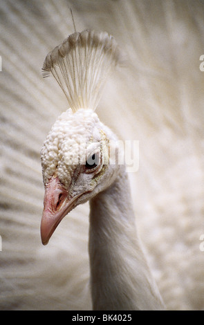 Nahaufnahme von einer weißen Pfau (Farbenvielfalt des indischen blaue Pfau) Stockfoto