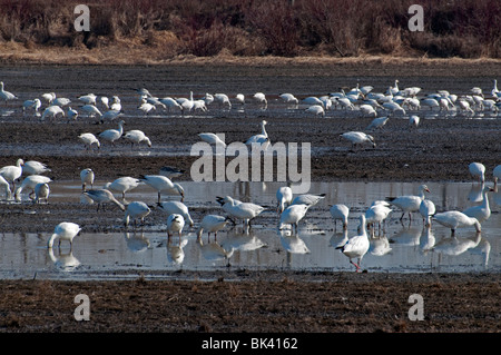 Eine Herde von Schneegänsen Futter in einem überschwemmten Feld in südlichen Quebec. Stockfoto