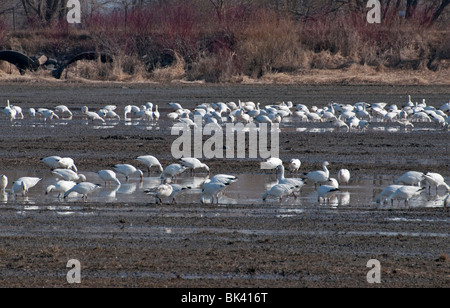 Eine Herde von Schneegänsen Futter in einem überschwemmten Feld in südlichen Quebec. Stockfoto