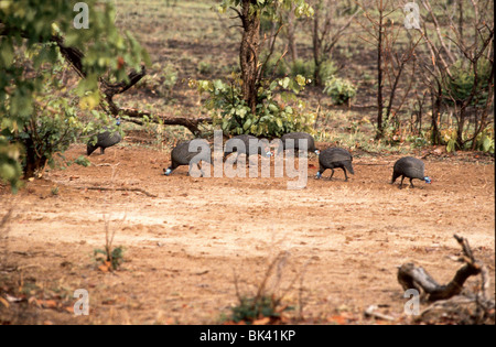 Behelmte Guineafowl in Simbabwe, Afrika Stockfoto