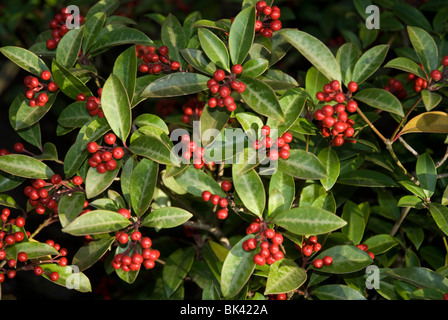 Skimmia Japonica Reevesiana Rutaceae West London UK Stockfoto