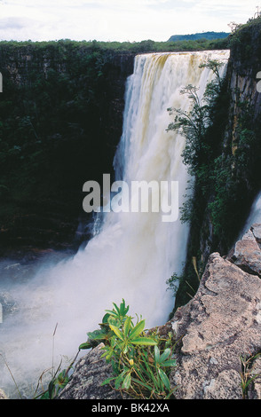 Chinak Meru fällt (aka Aponwao Wasserfall) im Nationalpark Canaima Venezuela Tannine brauner Färbung des Wassers stammt aus gelaugt Stockfoto